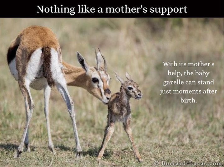 mothers day instagram captions - mom and baby gazelle